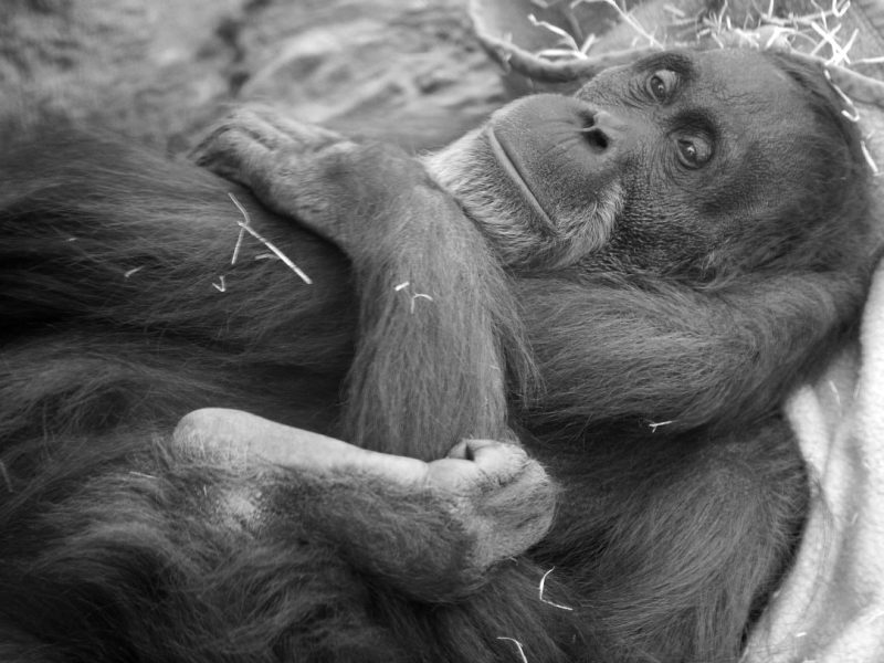 Orang Utan Sexta