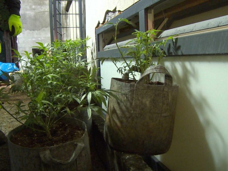 Cannabis-Plantage in Recklinghausen aufgedeckt
