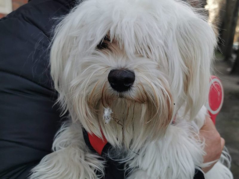 Hund Duisburg