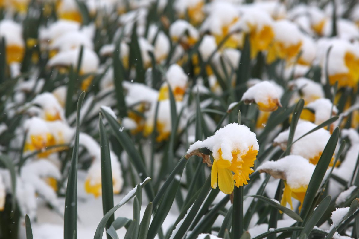 Osterglocken im Schnee