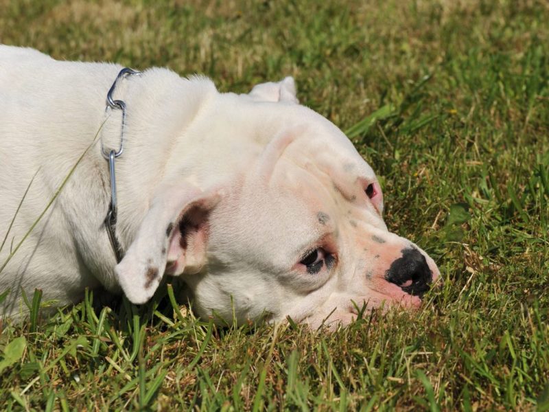 Ein besonders trauriger Fund einer amerikanischen Bulldogge macht Tierfreunde fassungslos. Der Hund wurde wohl einfach zurück gelassen.