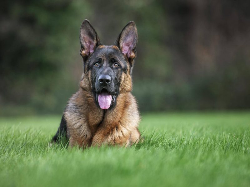 nrw-hund-tierheim