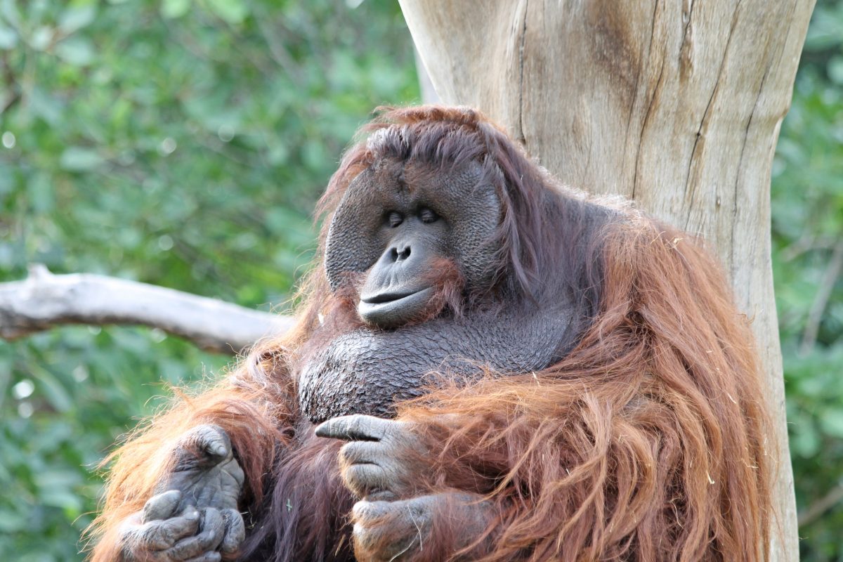 Zoo in NRW trauert um einen langjährigen Begleiter.