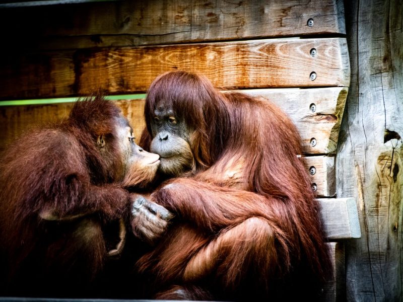 Orang-Utans im Zoo Dortmund