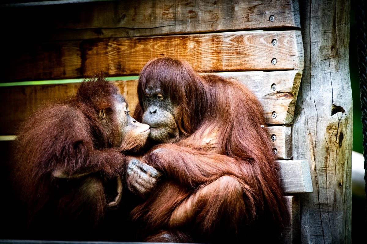 Orang-Utans im Zoo Dortmund