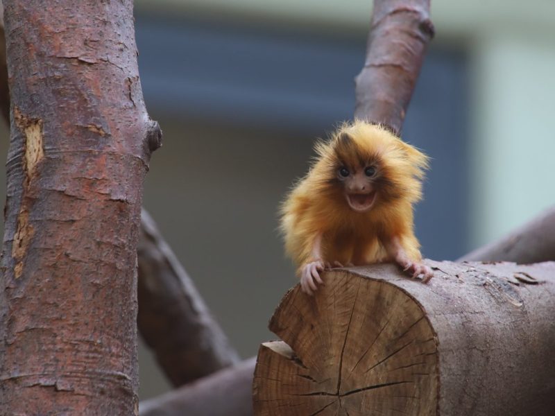 Zoo Köln