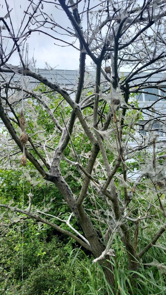 Aufnahmen eines Baumes in Castrop voller GEspin