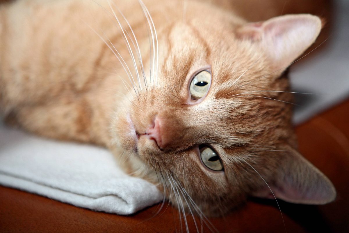 Roter Kater liegt und guckt in die Kamera