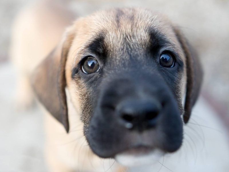 Kangal Welpe