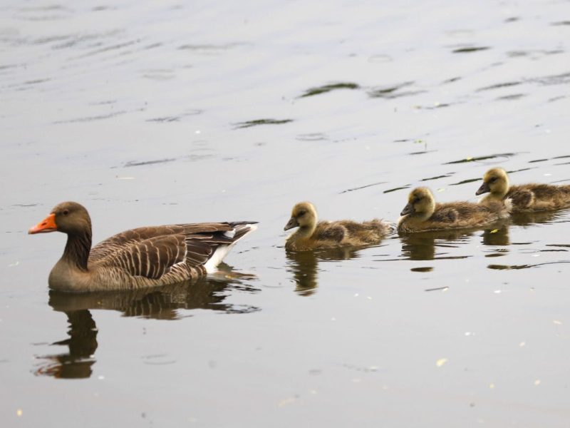 Entenfamilie im See