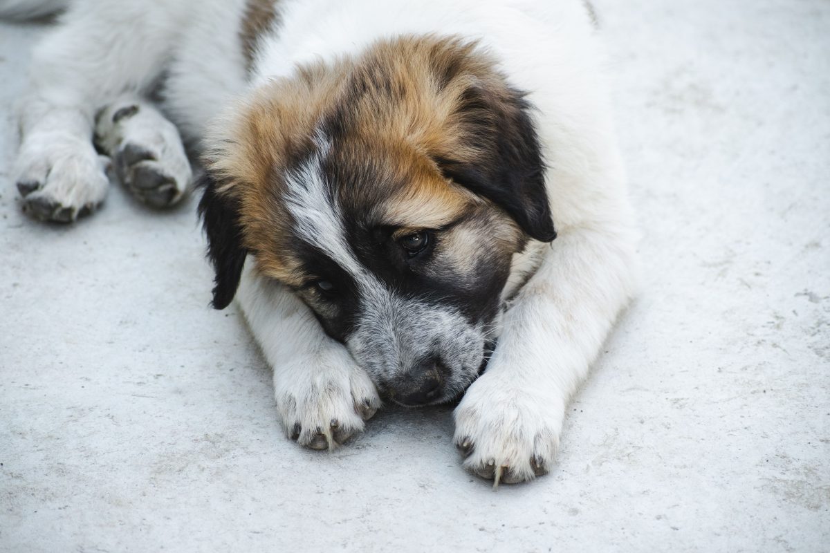 Hund Essen