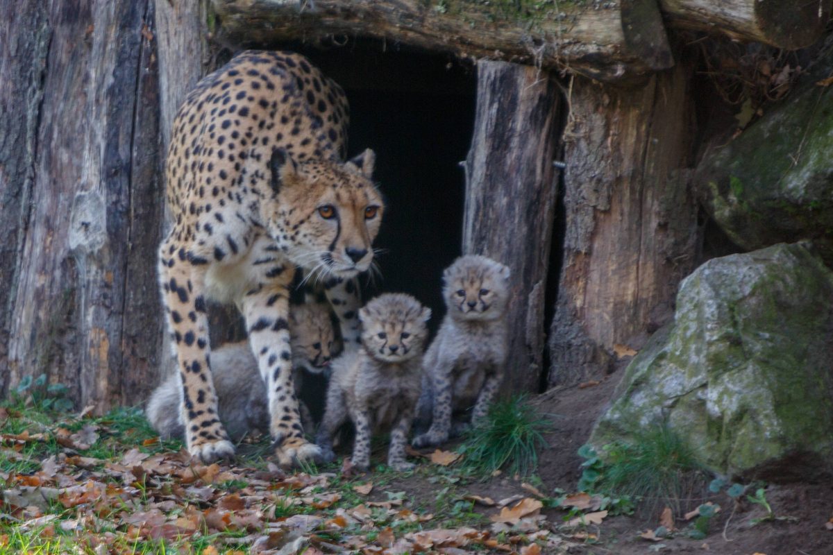 Zoo in NRW