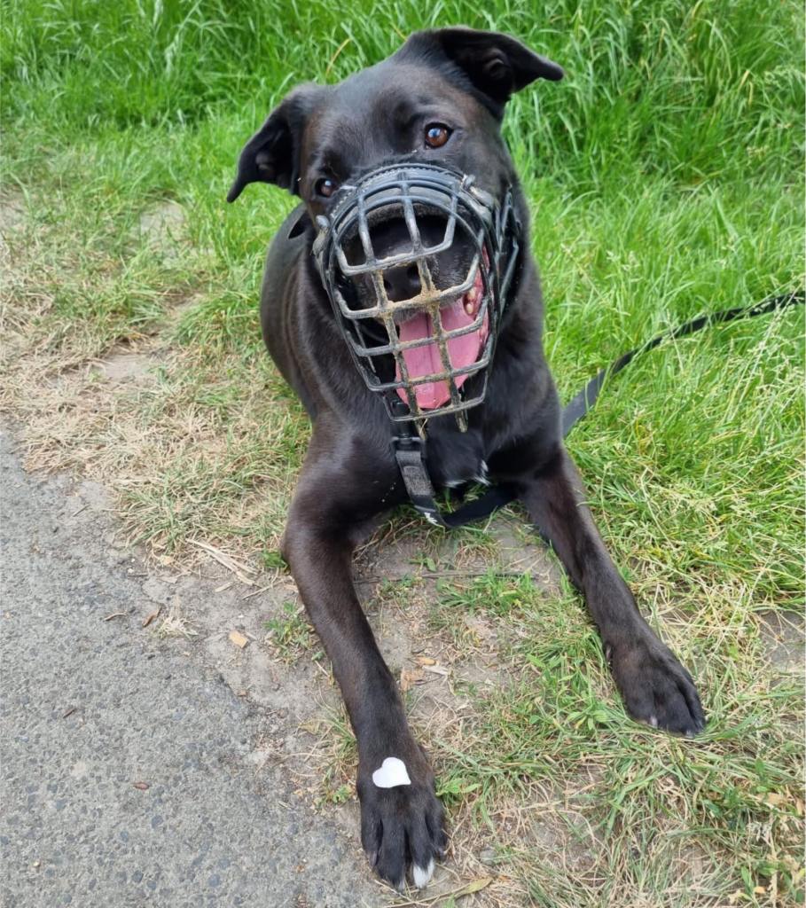 Dunkelbrauner, großer Hund mit Maulkorb, liegt am Wegesrand im Grünen