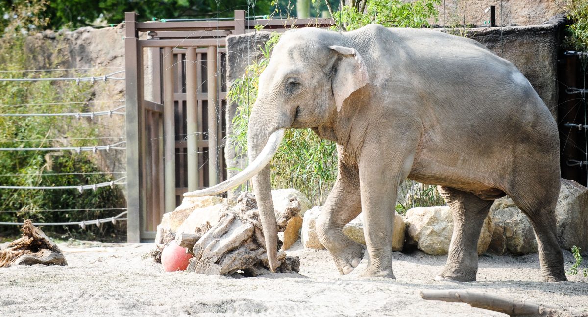 Allwetter Zoo Münster