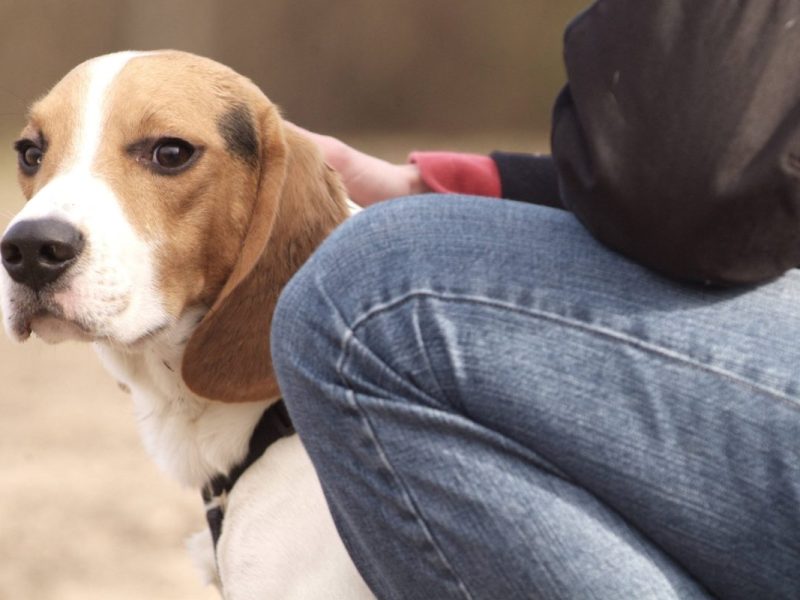 Hund und Halterin