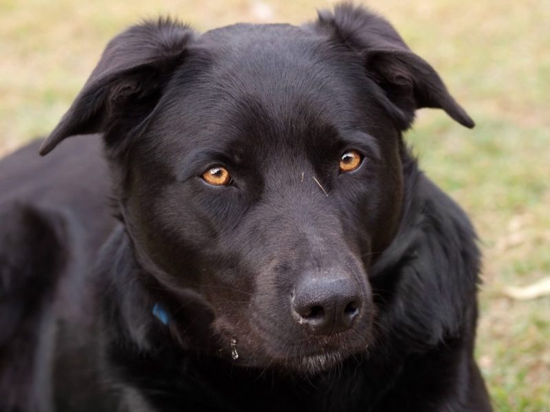 Schwarzer Hund