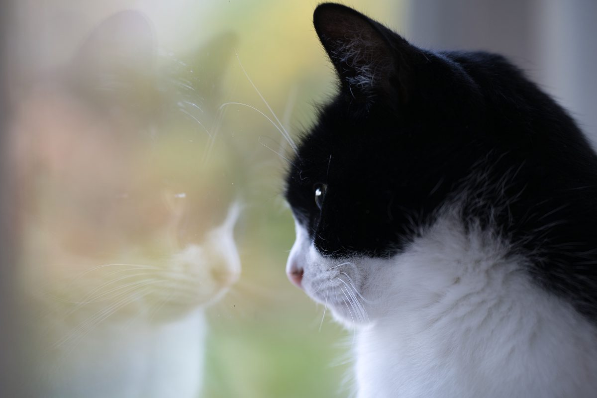 Ein Tierheim in NRW bekommt neuen Zuwachs. Als die schwarz-weiß gemusterte Katze ankommt, nimmt das Drama allerdings seinen Lauf.