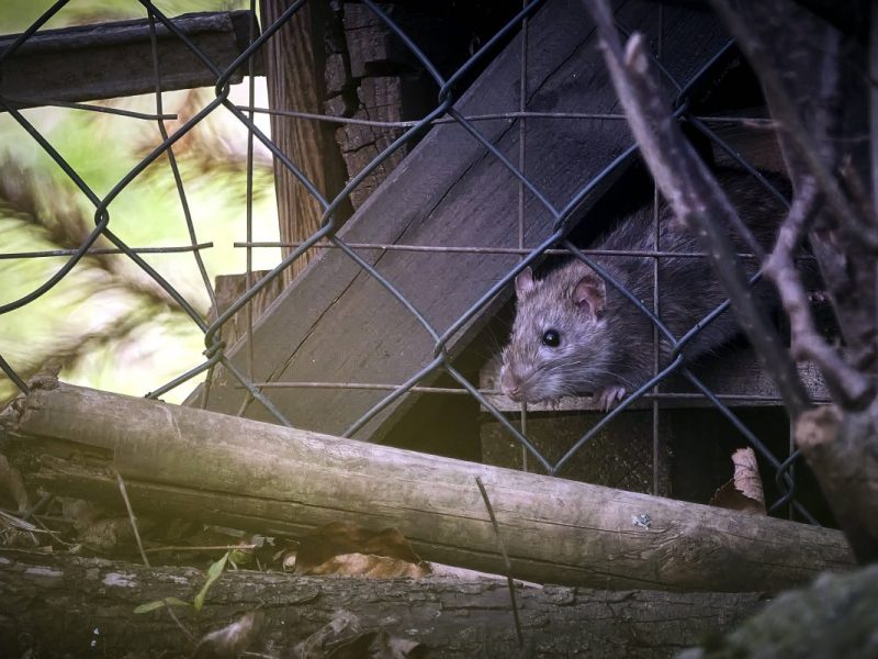 Ratte