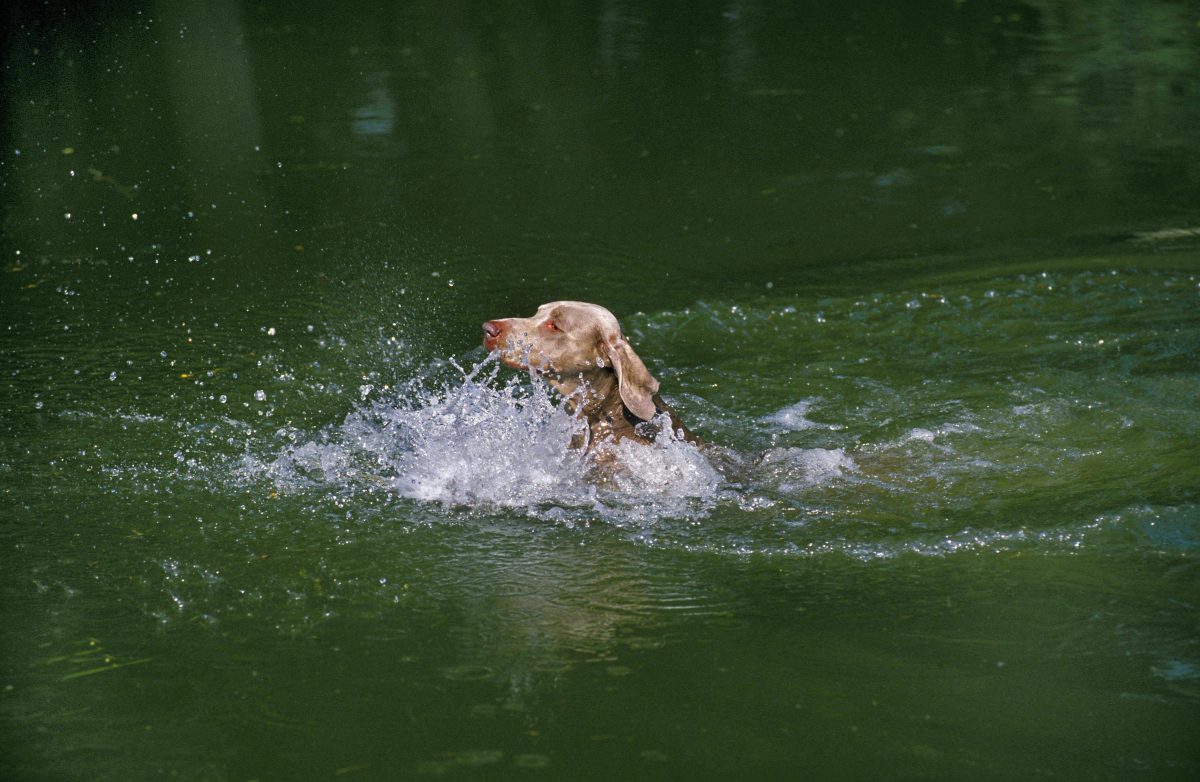 Hund in NRW