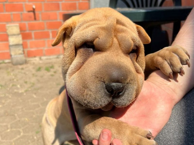 Shar Pei Hündin aus dem Tierheim Bergheim (NRW)