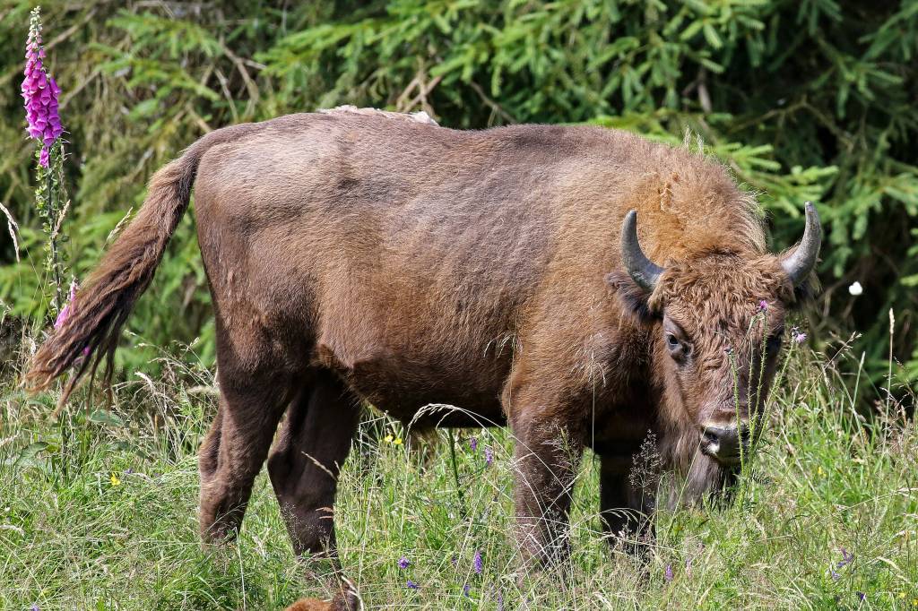 Wisent in Wittgenstein (NRW)