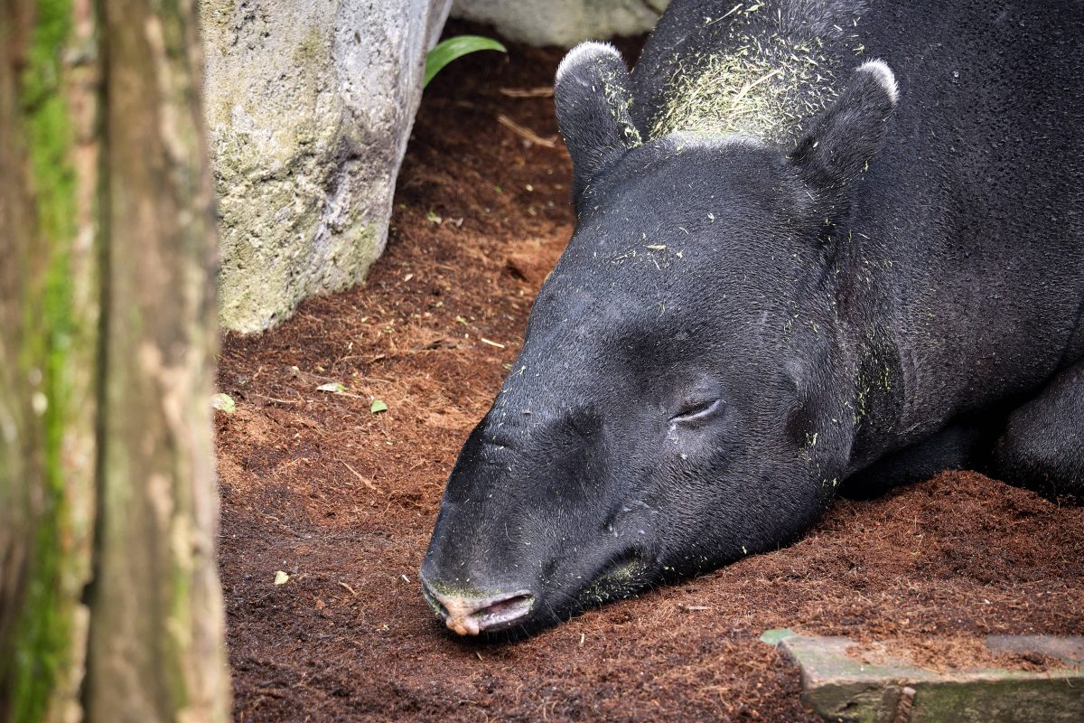 Schlafendes Tapir im Zoo