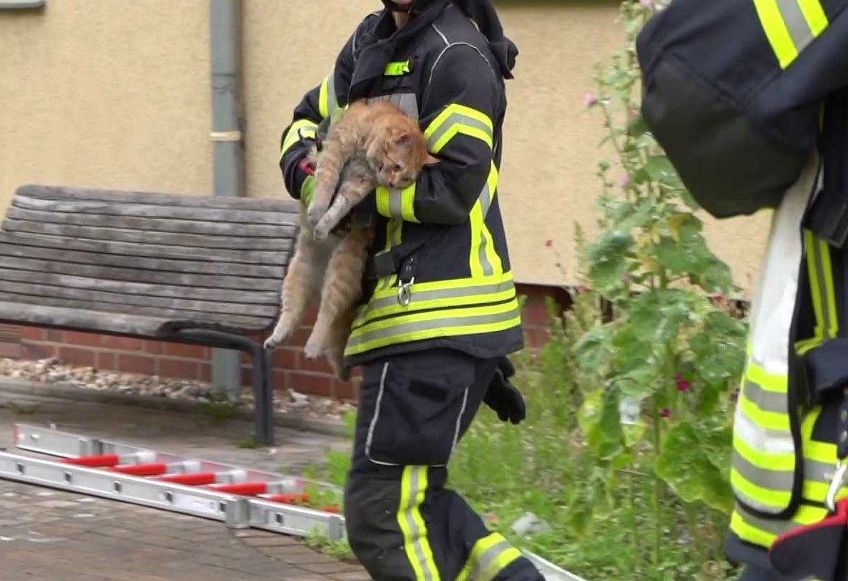Rettung in letzter Sekunde: Bei einem Wohnungsbrand in Ahlen konnte die Feuerwehr Katzen aus den Flammen befreien.