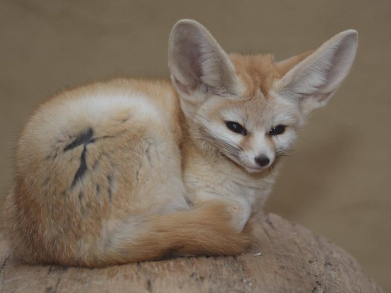 Zoo Dortmund