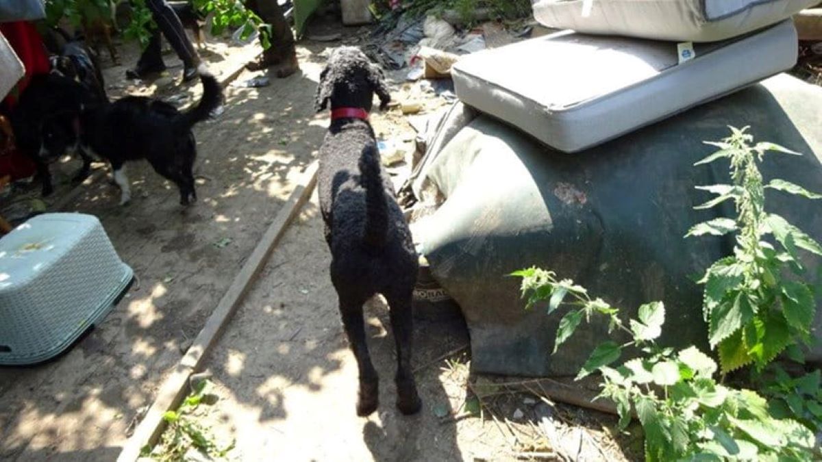 Hunde in Gartenparzelle