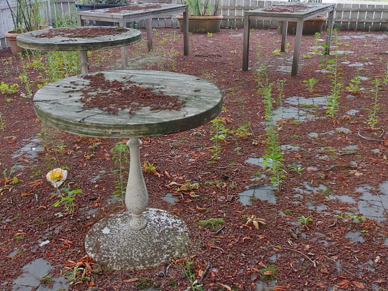 Gelsenkirchen: Der Biergarten Rottmann verkam nach der Corona-Pandemie zum Lost Place. Jetzt wird mithilfe der Stadt ein das neue Restaurant 
