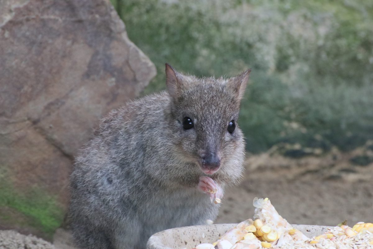 Ein Bürstenschwanzratten-Känguru im Zoo Duisburg.