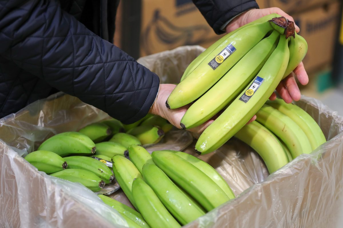 Ein Edeka-Mitarbeiter macht in der Bananenkiste einen Ã¼berraschenden Fund. (Symbolfoto)