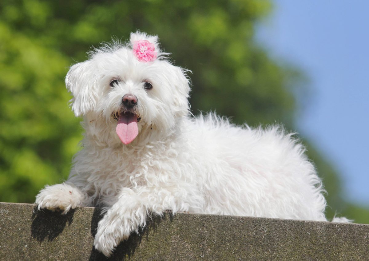 Hund in NRW wird durch Tierheim schnell in neue Familie vermittelt. Die schickt den Hund aber postwendend zurück.