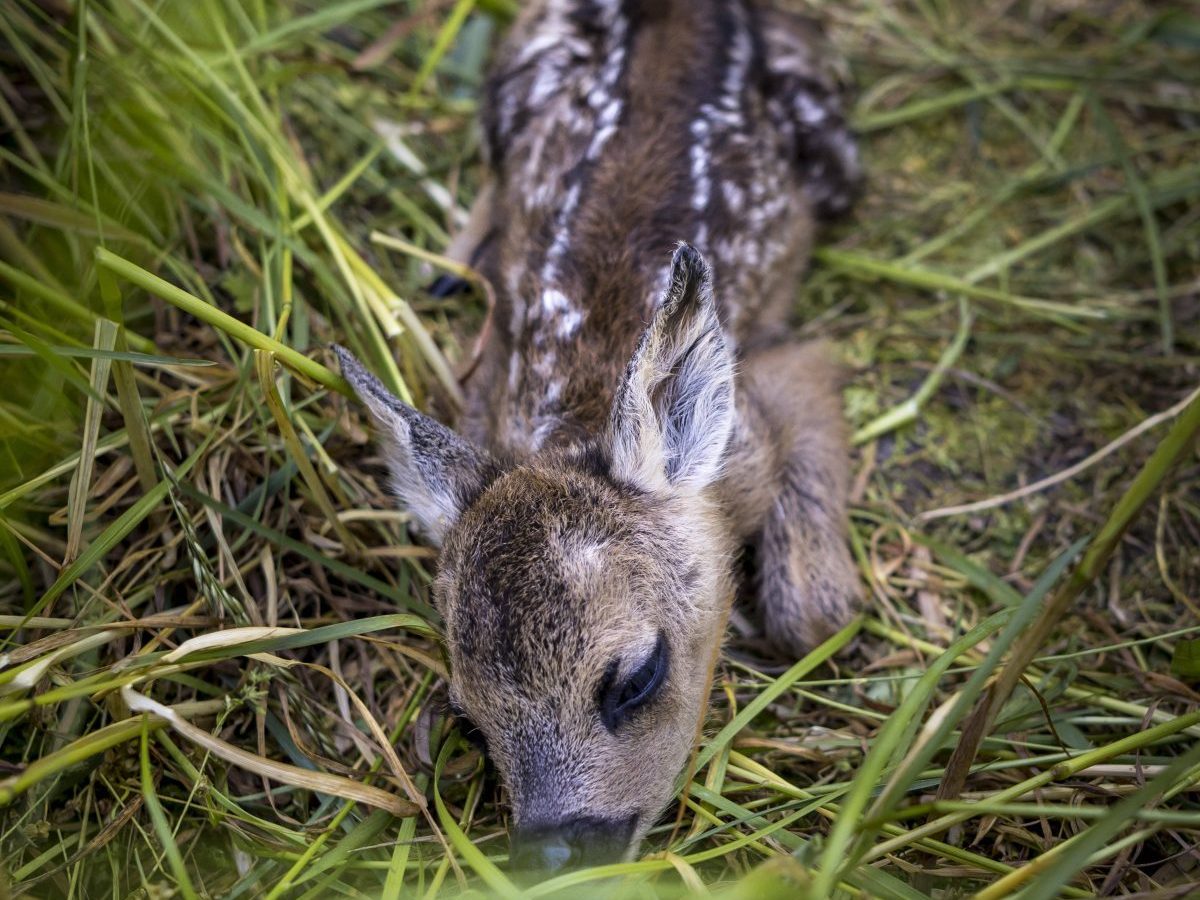 Viele Tiere kamen um. Tierärzte behandeln Wildtiere.