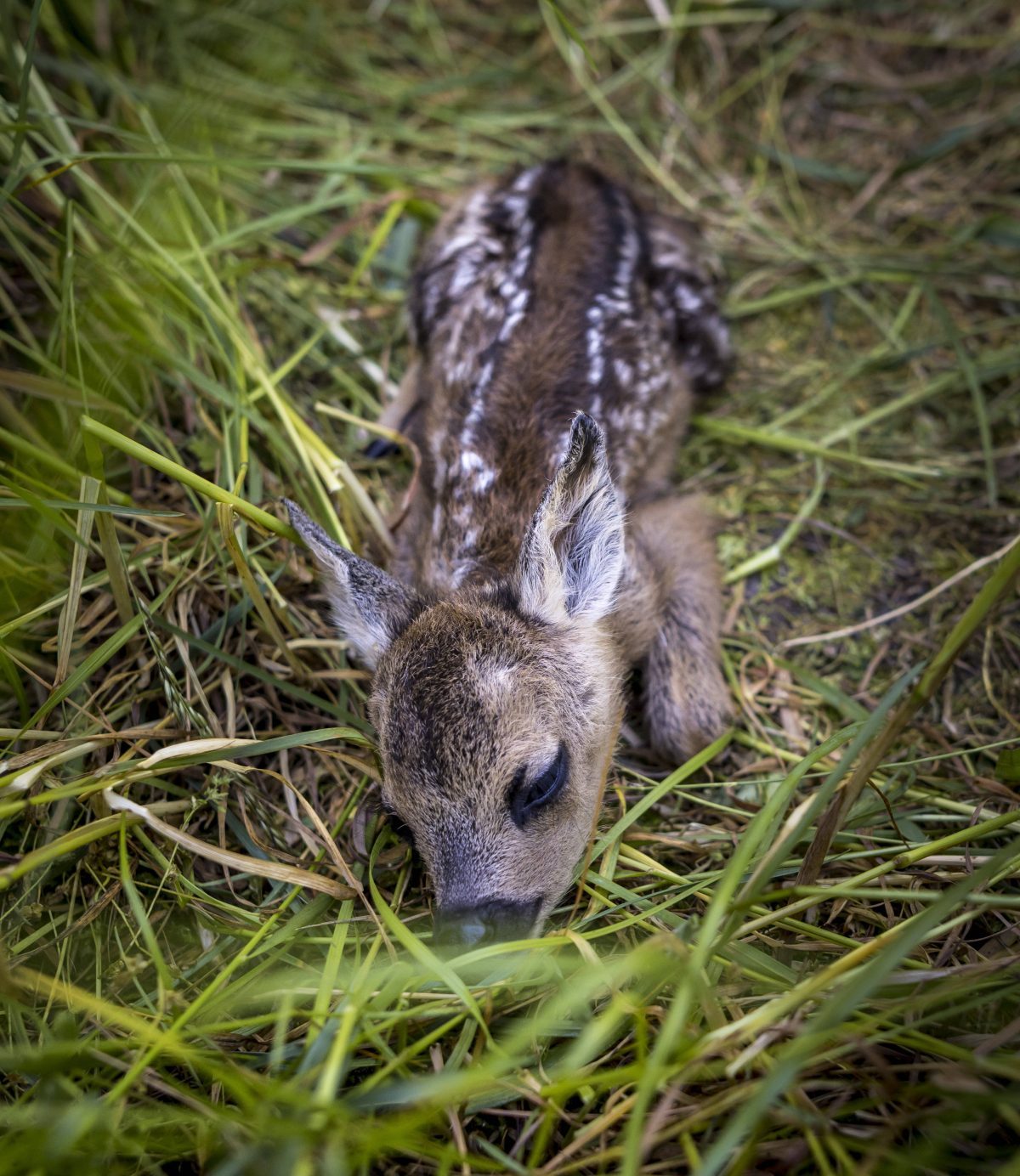 Viele Tiere kamen um. Tierärzte behandeln Wildtiere.