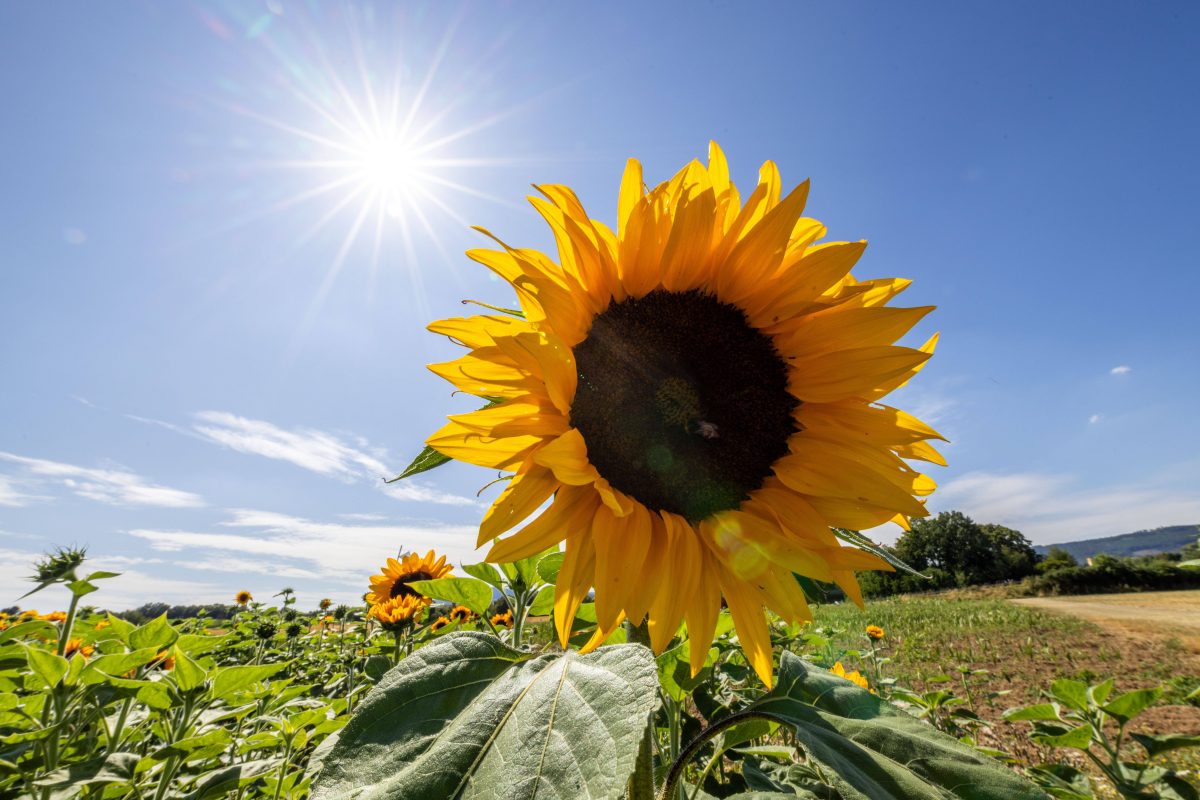 Wetter in NRW: Jetzt soll die überraschende Sommer-Wende kommen. Am Montag aber noch ein schwerer Sturm.