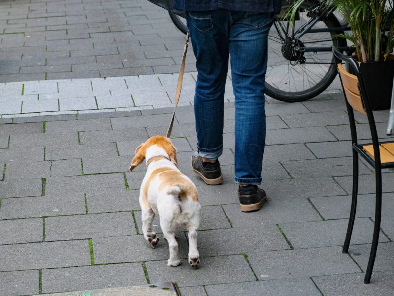 Hundehalter