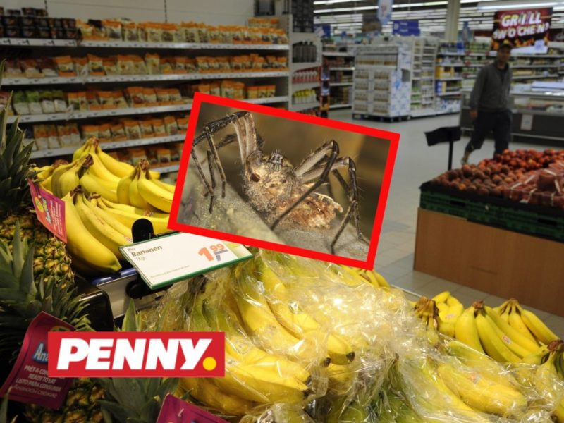 Penny Spinne