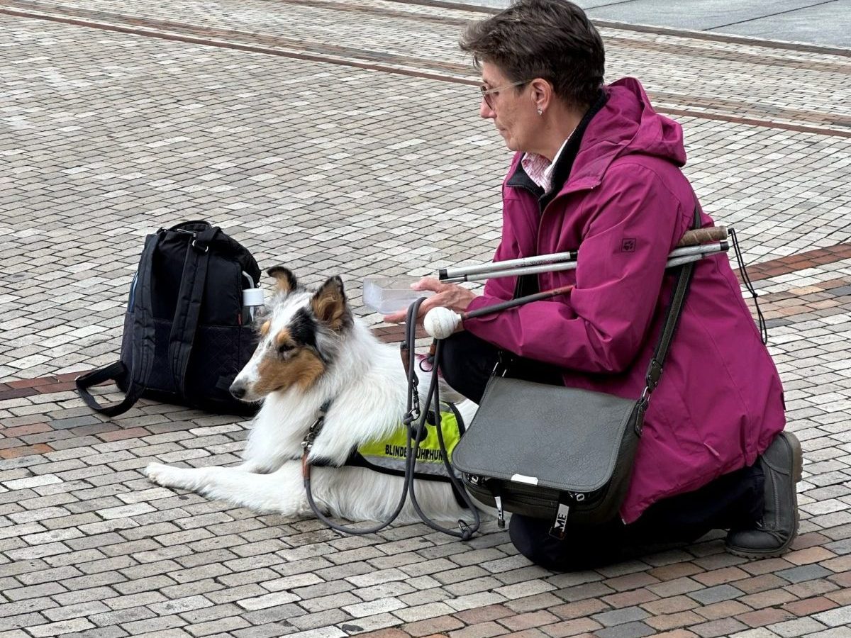 Hund in NRW