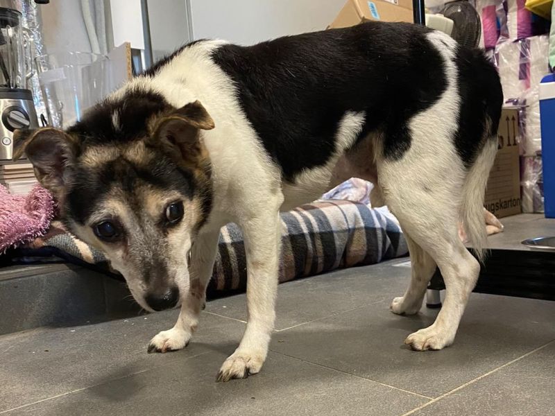 Hund in NRW erleidet Höllen-Qualen und muss vom Veterinäramt beschlagnahmt werden. Das Tierheim Bergheim hat den Hund aufgenommen.