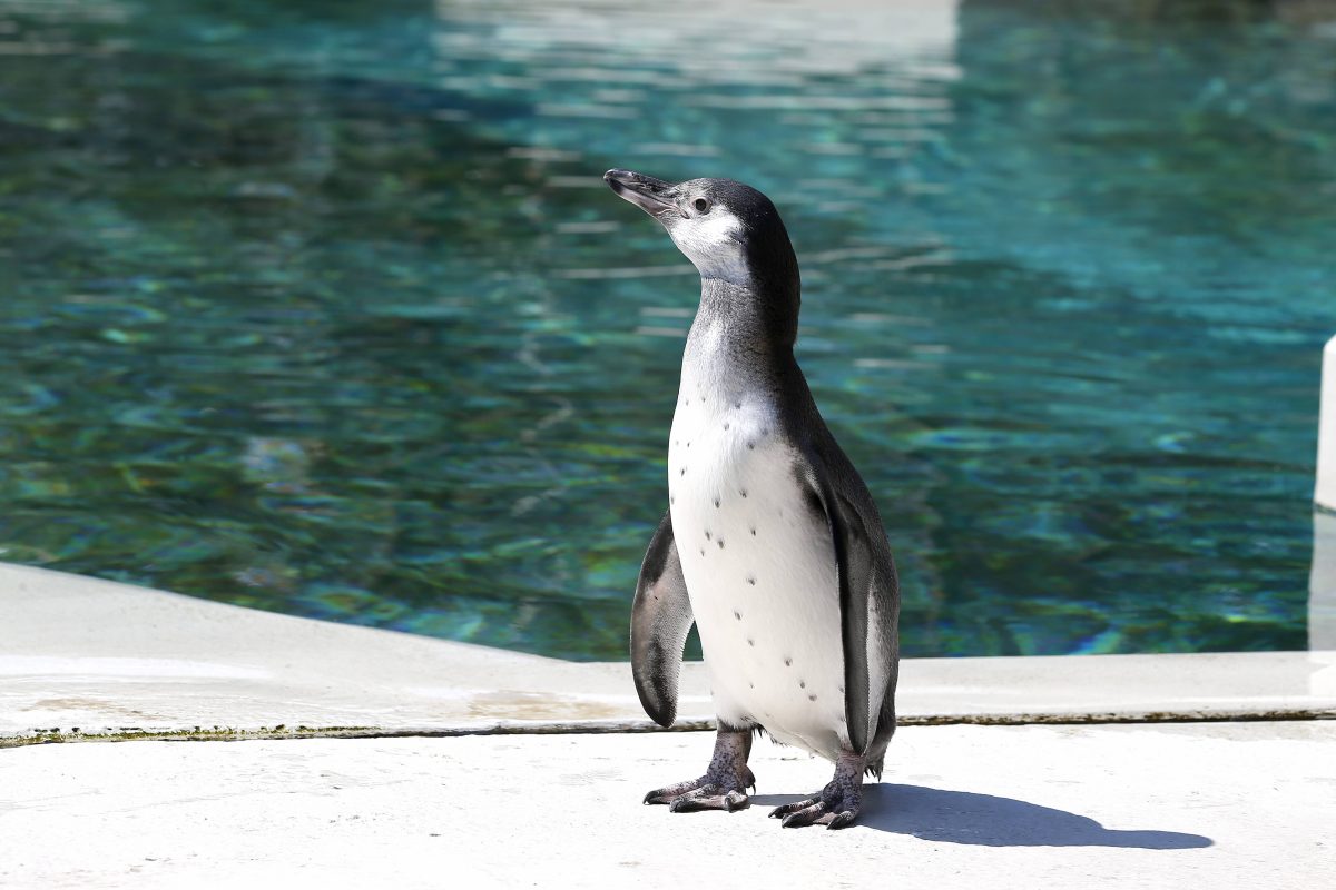 Tierpark Bochum: Event im Oktober geplant