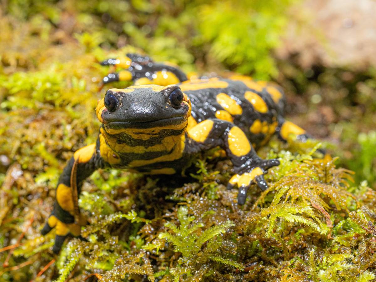 Dortmund: Feuersalamander in Gefahr