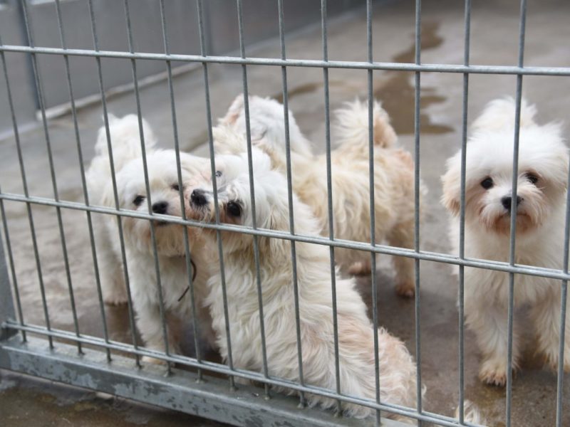 25 Hunde wurde in NRW aus einer Zucht gerettet. (Symbolfoto)