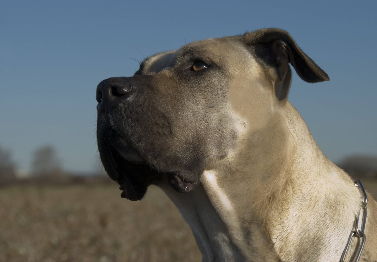 Hund NRW Dogge braun