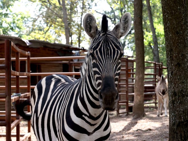 Zoo in NRW