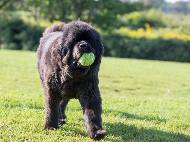 Hund in Duisburg sucht Pflegestelle