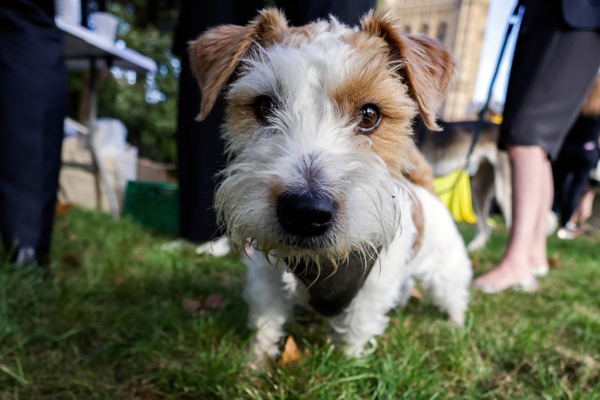 Gesunder Hund schaut dank Wurmkur glücklich in die Kamera