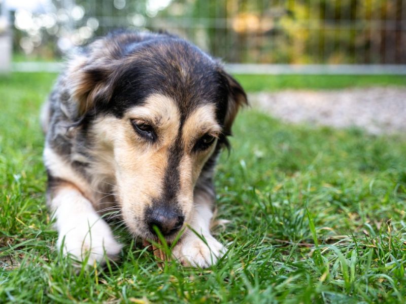 Hund NRW