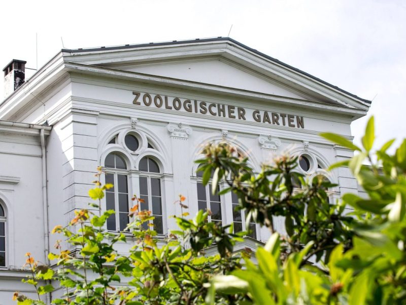 Zoo in NRW: Besuchern fällt bei Blick ins Gehege die Kinnlade herunter – „Viele haben sich Sorgen gemacht“