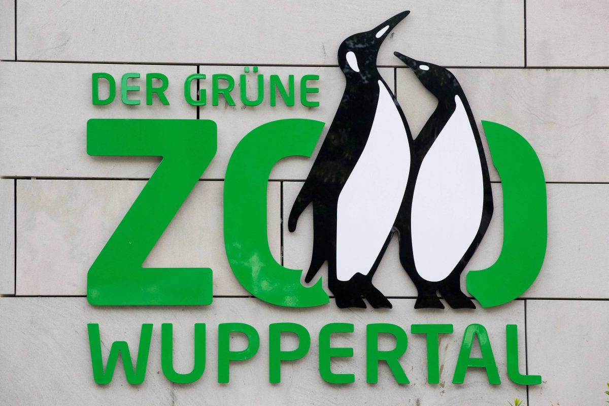 Der Wuppertal Zoo hatte in der letzten Zeit mit dem Seelöwen-Bullen Teun einen besonderen Gast. Dieser ist jetzt aber wieder zurück in die Zoom Erlebniswelt Gelsenkirchen gezogen.